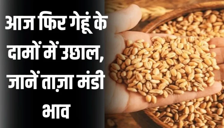 Wheat Mandi Bhav